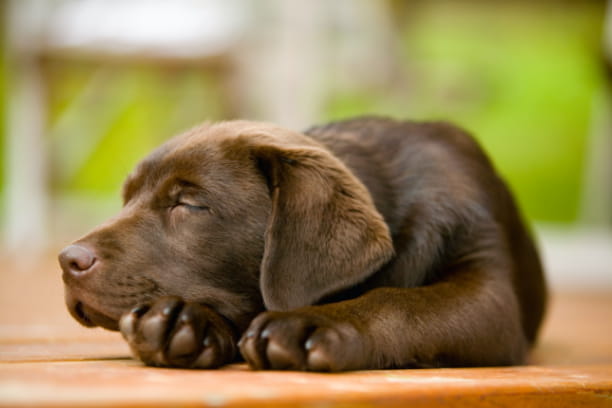 Do dogs dream?