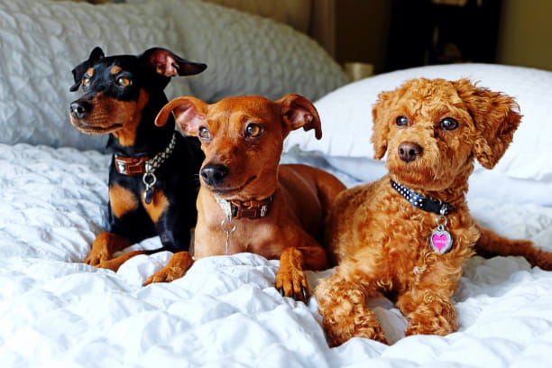 Should you let your dog sleep in your bed?
