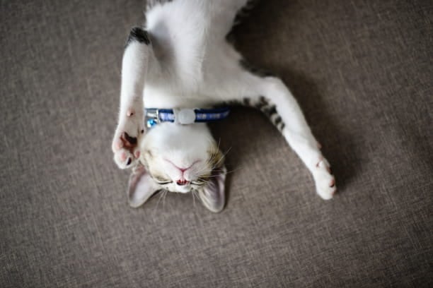 Is snoring normal for pets?