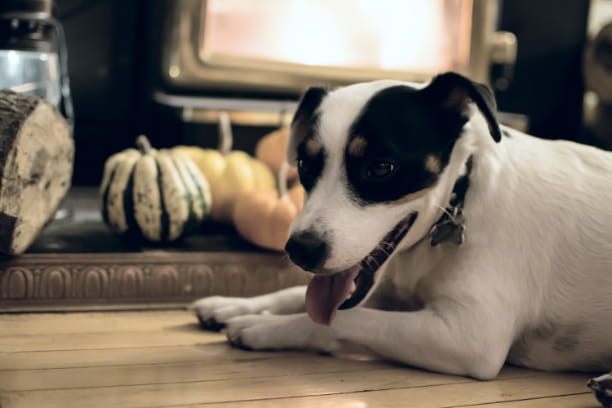 Thanksgiving pet safety tips