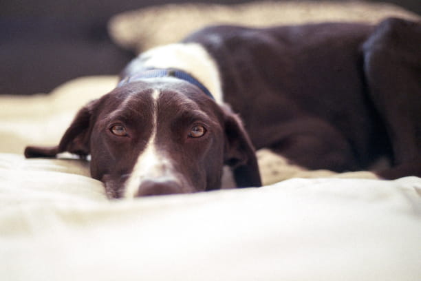 Unusual pet sleep behaviors to watch out for