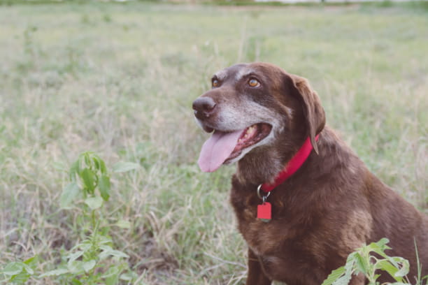 13 signs your pet’s arthritis is acting up
