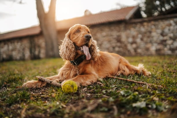Importance of Year-Round Flea &amp; Tick Prevention
