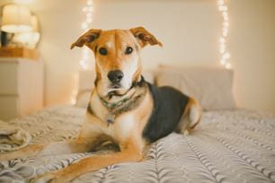 ways to celebrate holiday with pets