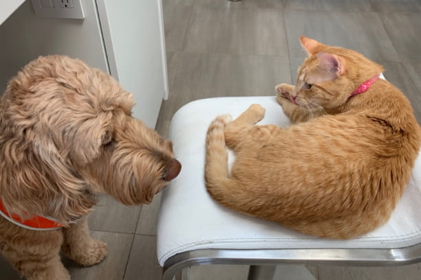 Tips for fostering a shelter pet that your pet will approve