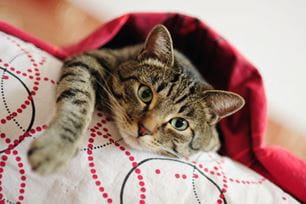 pet bucket list ideas