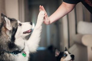 pet new year's resolutions