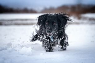 fun wintertime activities for dogs
