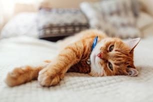 cat signs of illness