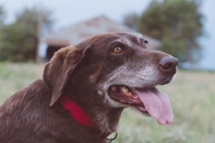 dog park safety