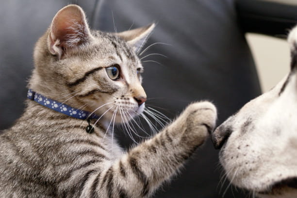 5 steps to successfully introducing your cat to a new pet