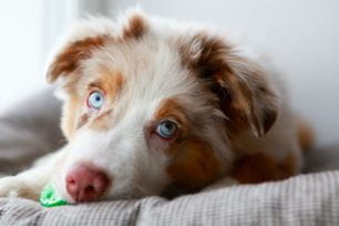 socializing puppy