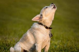 why dogs howl