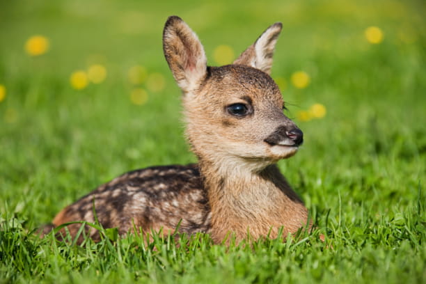 baby deer