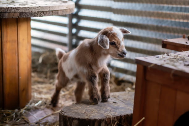 baby goat