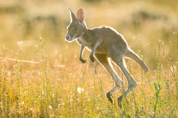 baby kangaroo