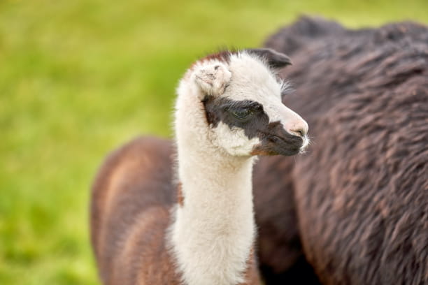baby llama