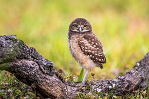 baby owl