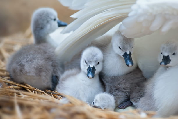 baby swan