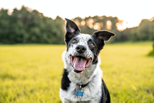 fun things to do with your pet