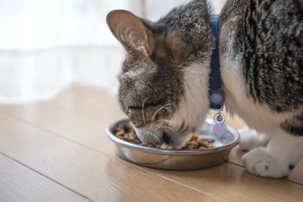 How to choose a high-quality food