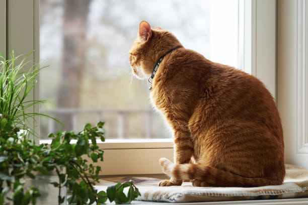 Tips to keep your outdoors (and indoors!) parasite-free