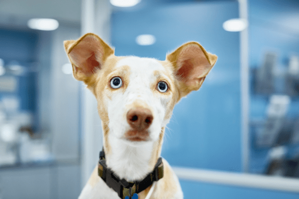 Keep pets protected with vaccines