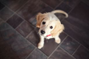lifelong pet training
