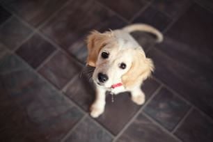 lifelong pet training