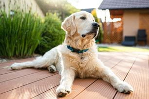 pet safe landscaping and gardening