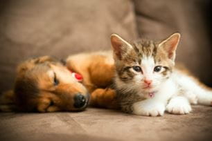 puppies kittens