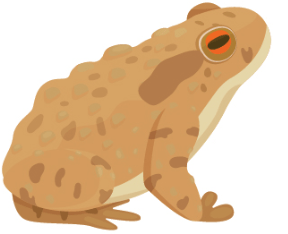 pet poison- toad