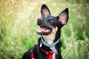 what it means when your dog smiles