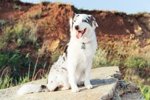celebrate earth day dog activities