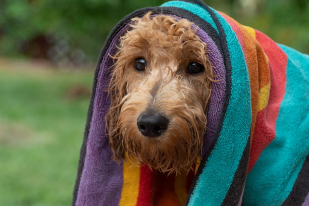 The dos and don’ts of dog water safety