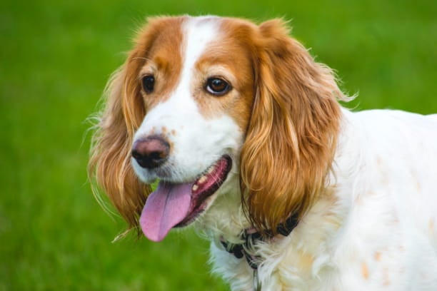 Six common causes of ear infections in pets
