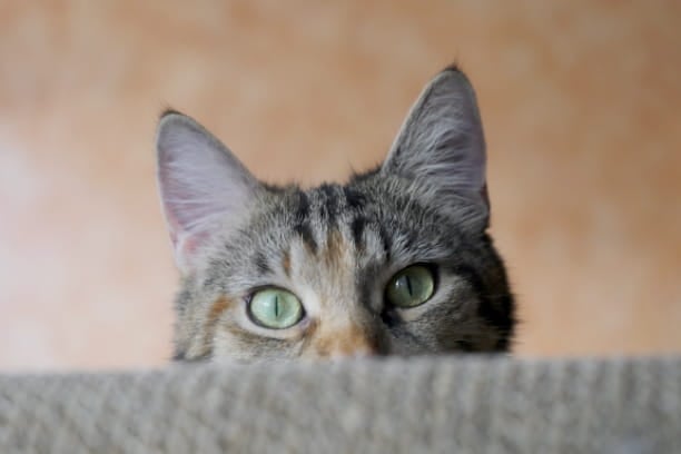 Seven fun facts about your pet’s ears