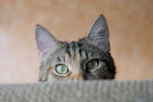 fun facts about your pet's ears