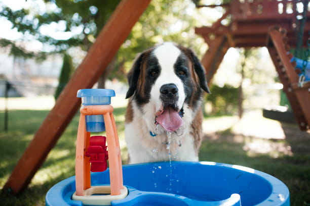 Heatstroke is no joke! Tips to keep your pet cool.