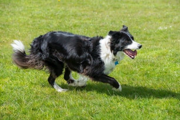 Outdoor outings? Don’t forget parasite prevention!