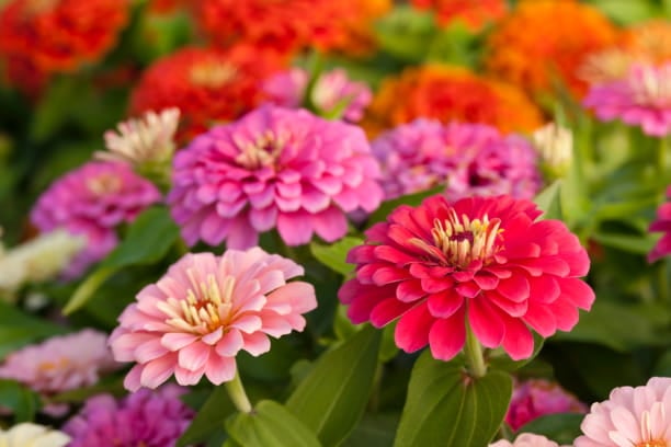 15 pet-friendly plants to grow in your garden