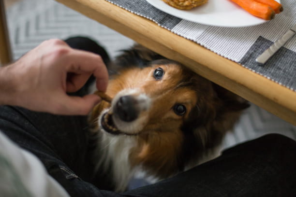Don’t give in to those puppy eyes! Prevent pet poisoning this Memorial Day