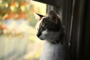 protect both cats and local wildlife
