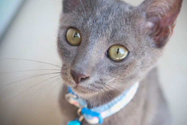 Switching to green kitty litter? Read this first.