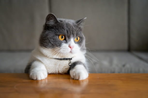 Top tips to clean your pet’s ears with confidence