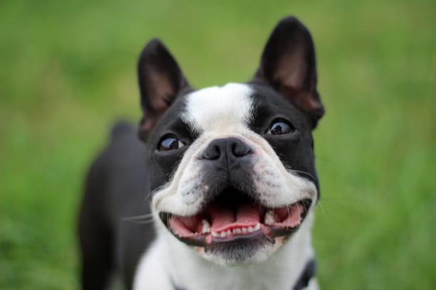 10 all-American dog and cat breeds