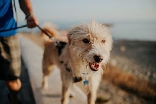 7 common types of leashes and collars