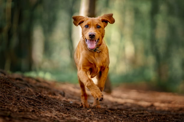 Eight weird things dogs like to eat on walks (and should you be concerned?)