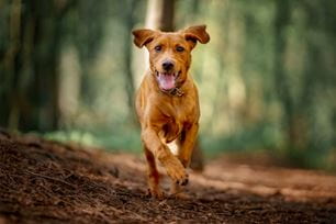 8 weird things dogs eat