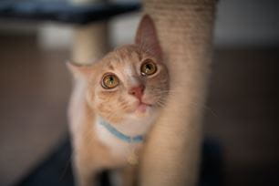 cats rub their face on objects